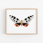 a picture of a butterfly on a white background