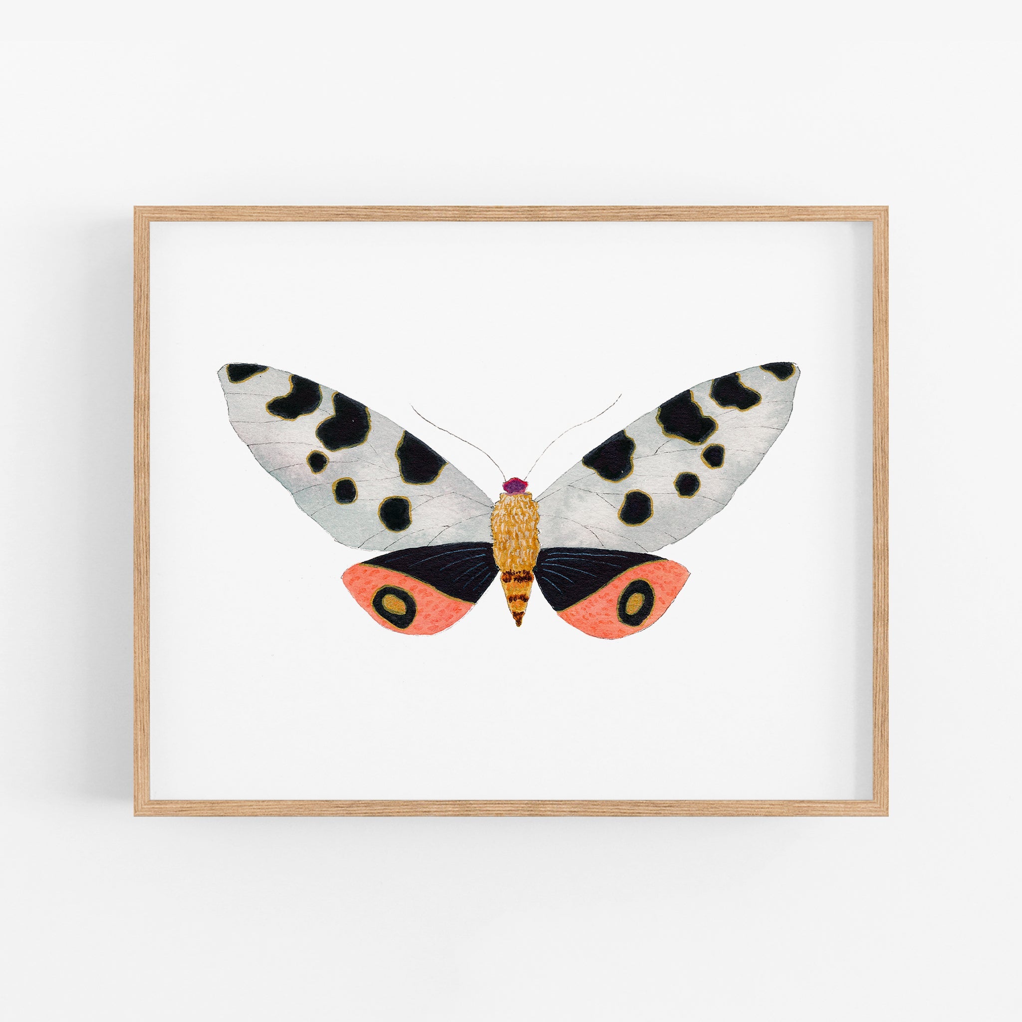 a picture of a butterfly on a white background