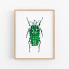 a picture of a green bug on a white wall