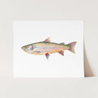 a painting of a rainbow colored fish on a white background