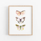 a picture of three butterflies on a white background