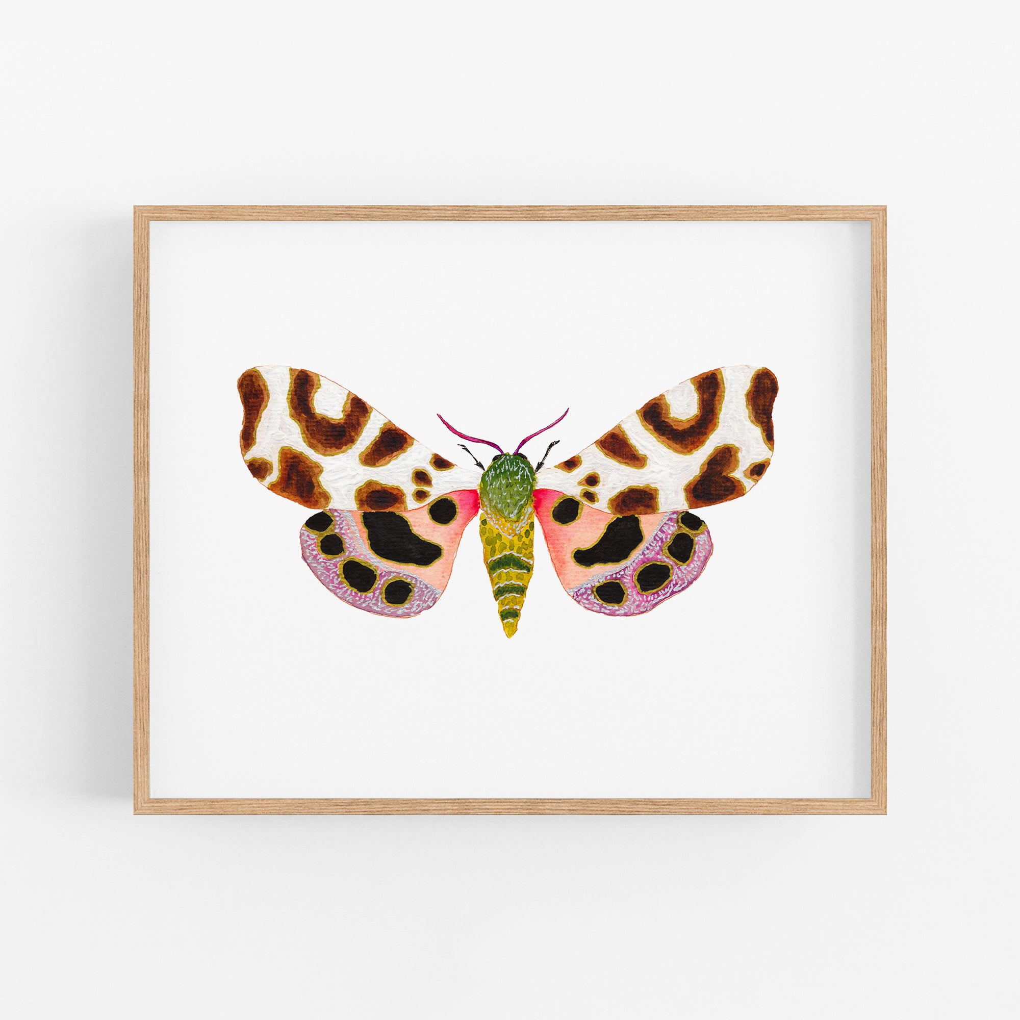 a picture of a butterfly on a white background