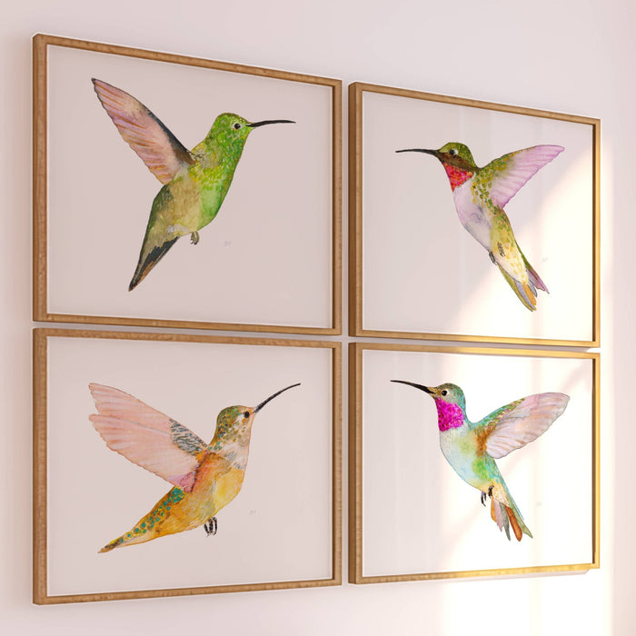 Berylline Hummingbird