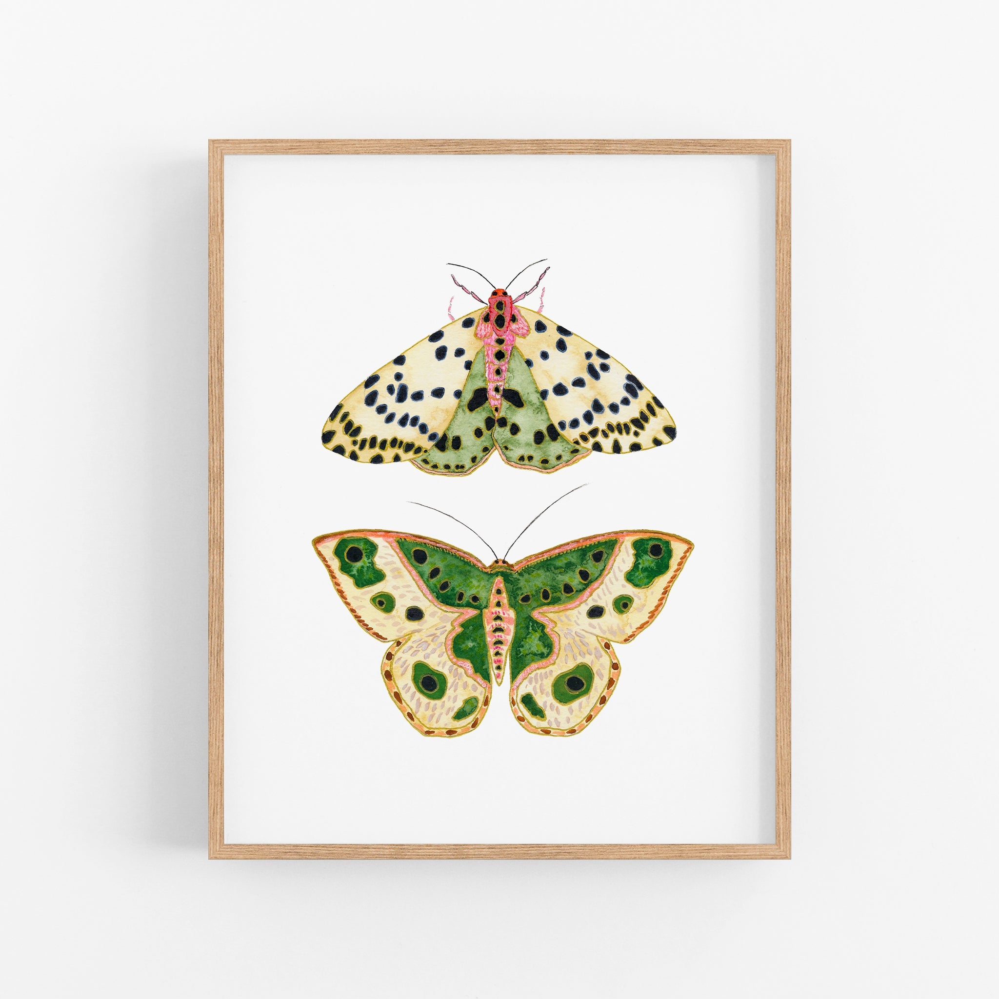 a picture of two butterflies on a white background