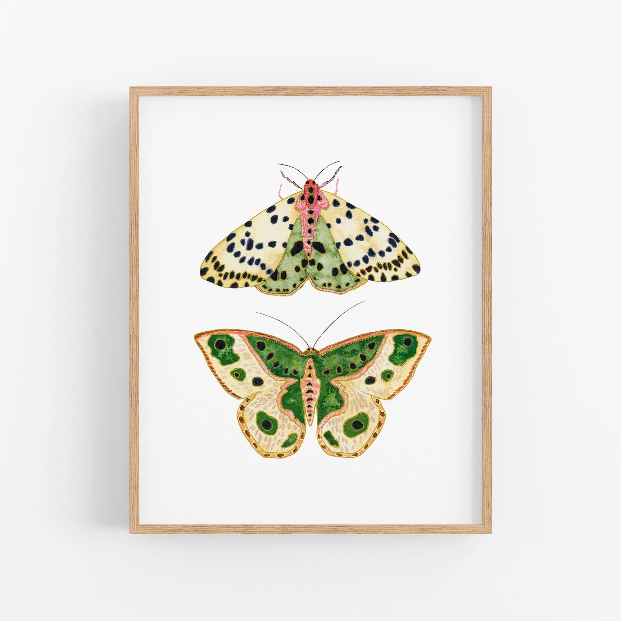 a picture of two butterflies on a white background