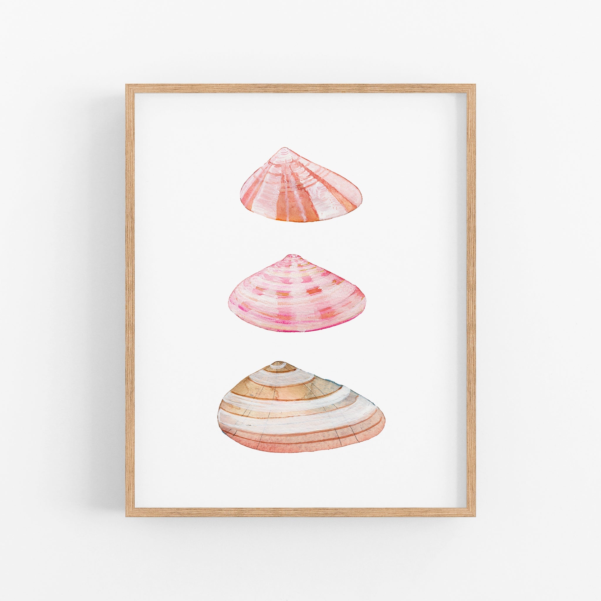 three seashells on a white background framed in a wooden frame