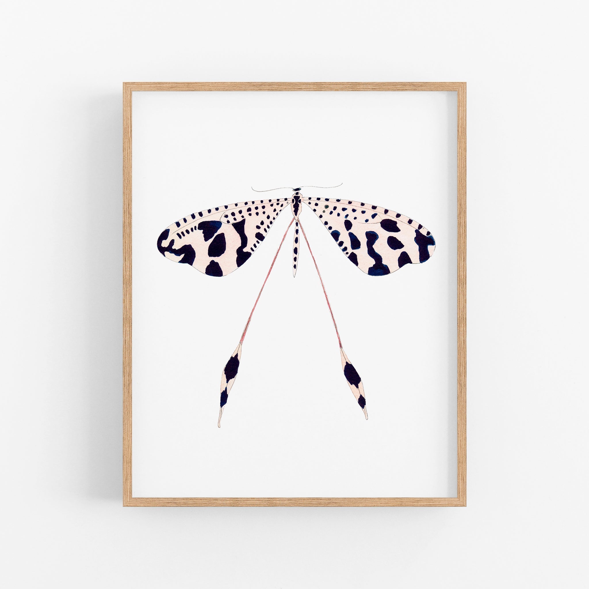 a picture of a butterfly on a white background