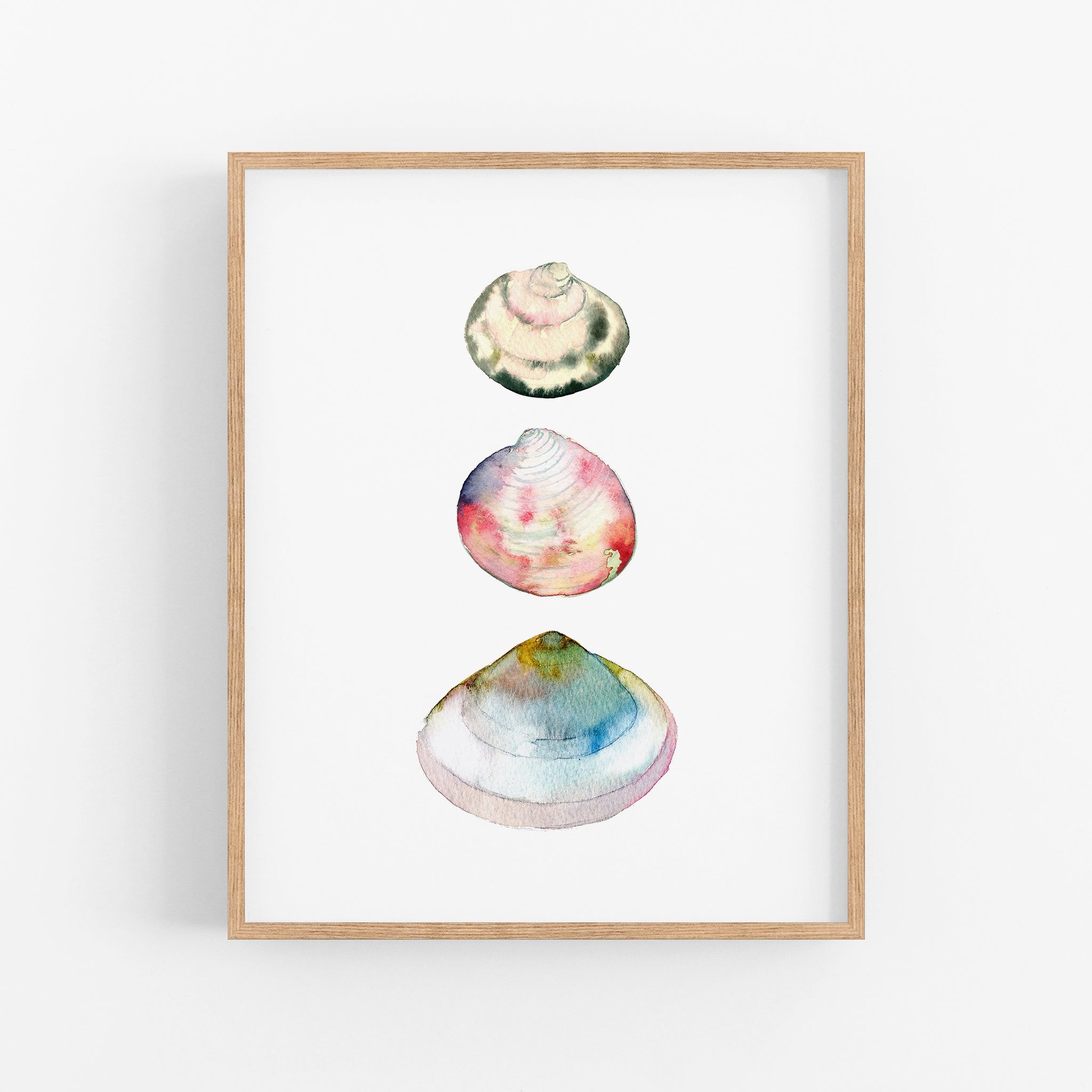 three seashells on a white background framed in a wooden frame