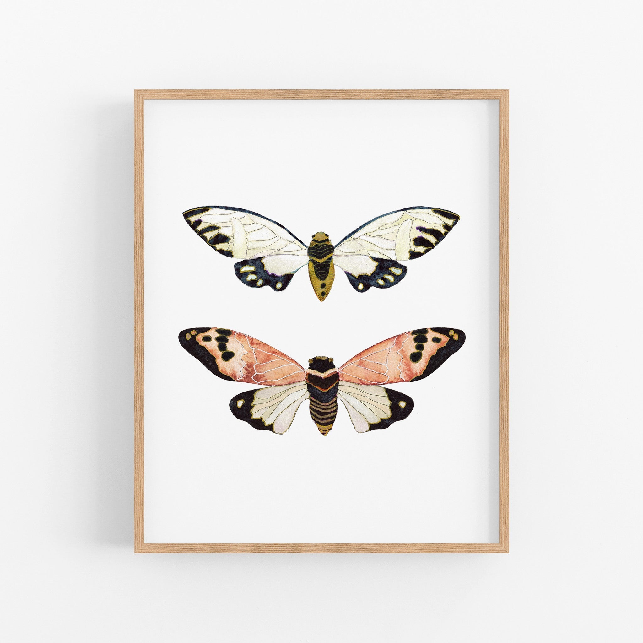 a picture of two butterflies on a white background