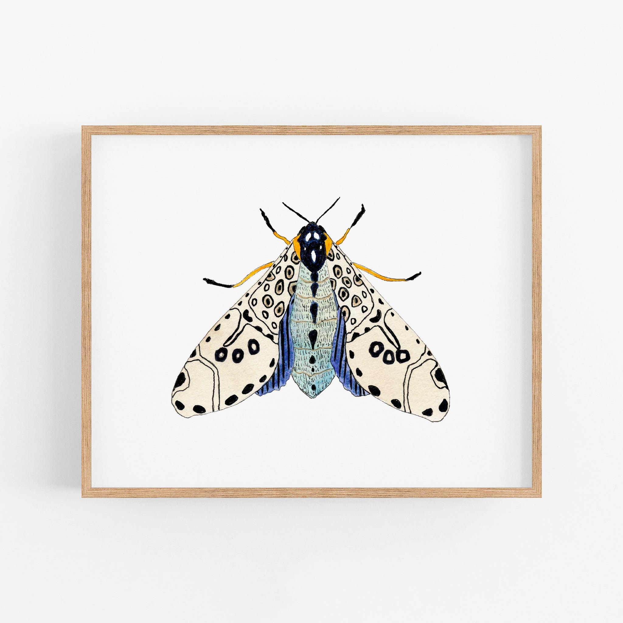 a picture of a butterfly on a white background