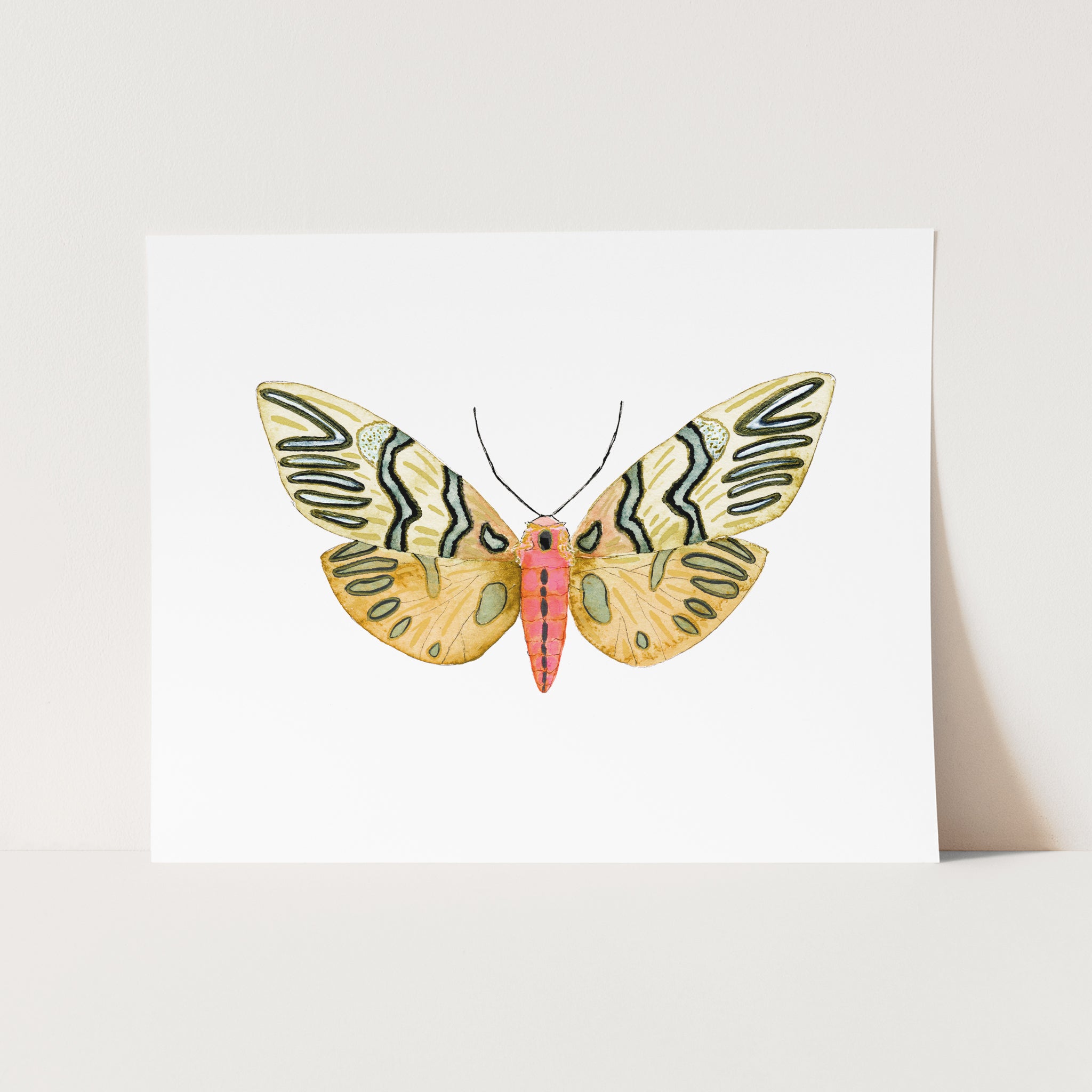 a picture of a butterfly on a white background