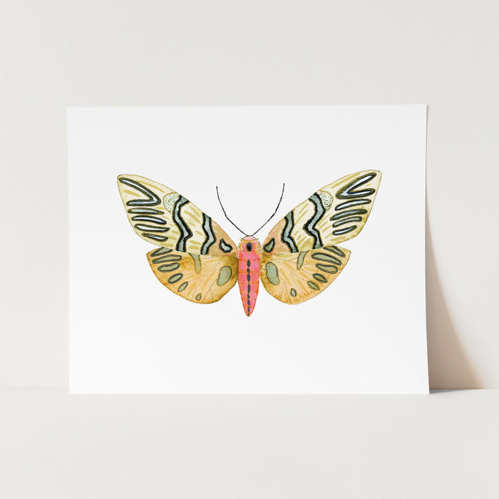 a picture of a butterfly on a white background