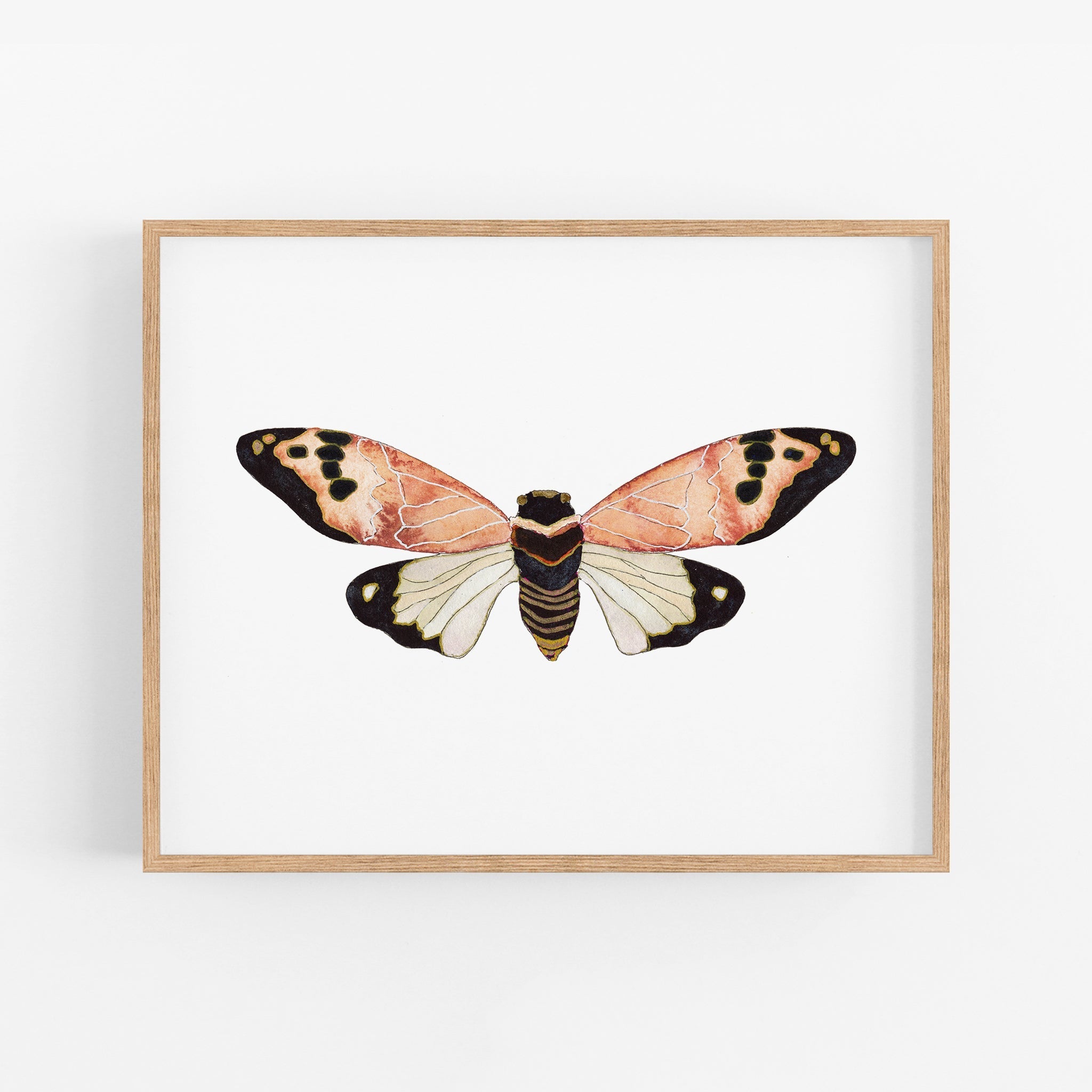 a picture of a butterfly on a white background