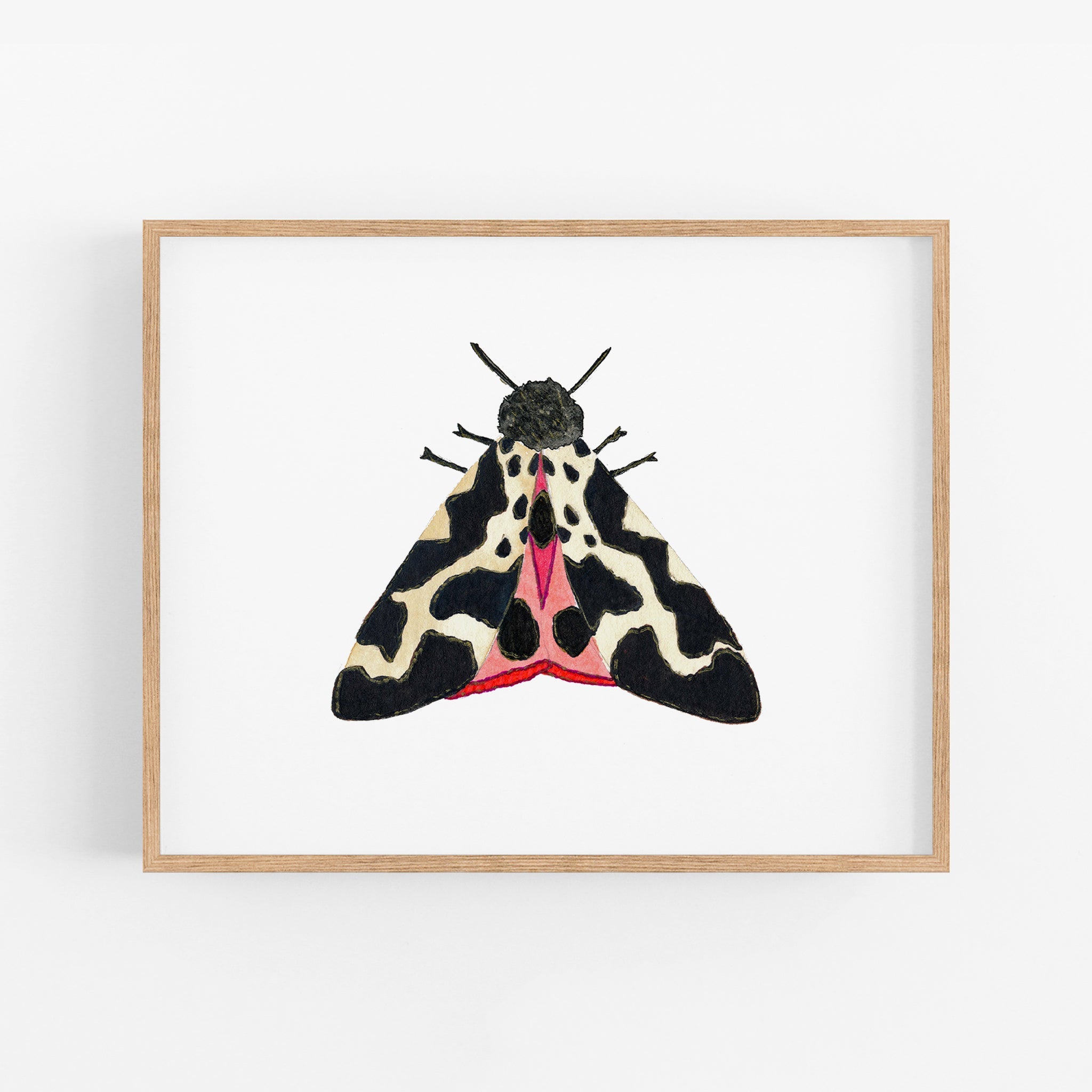 a picture of a moth on a white background