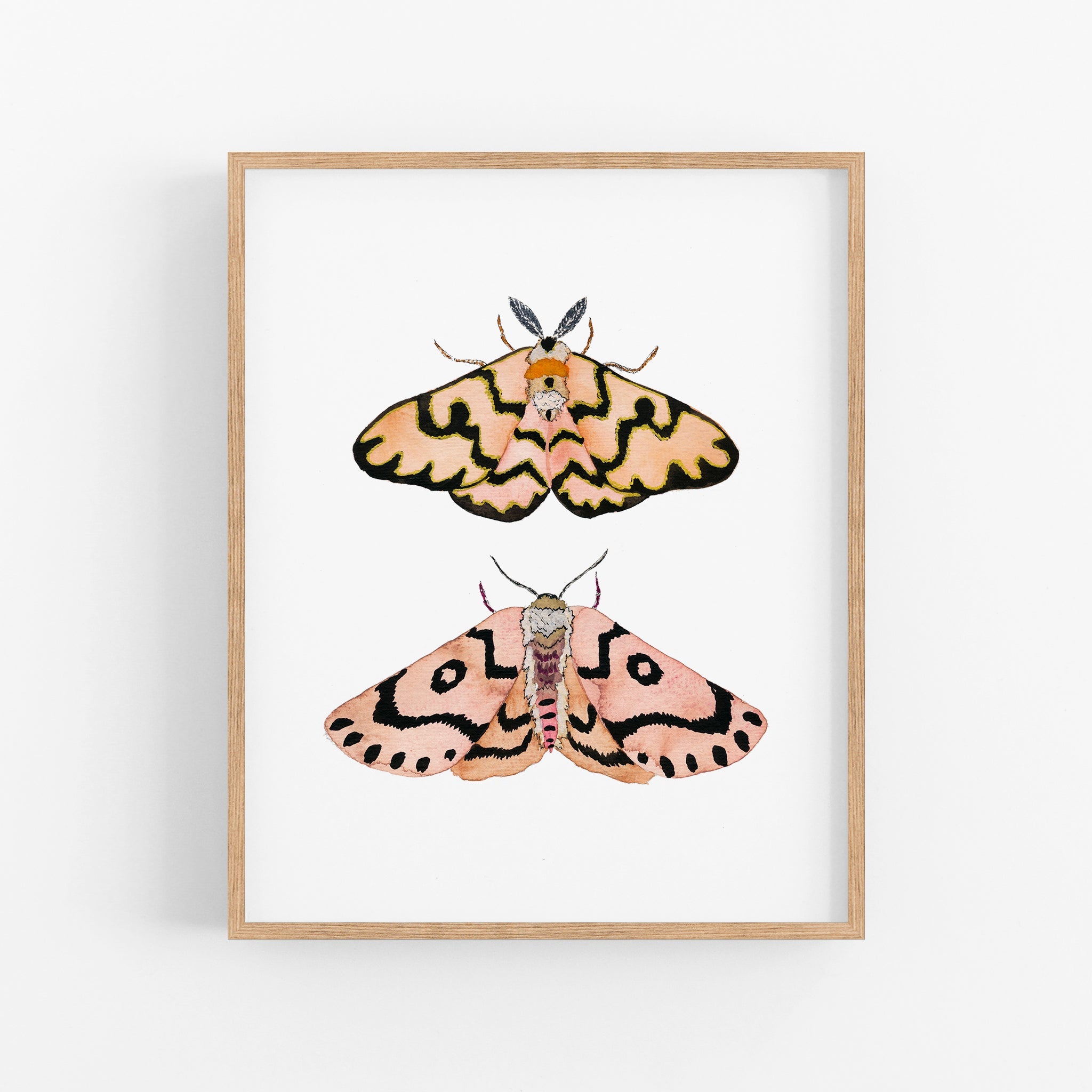 a picture of two moths on a white background