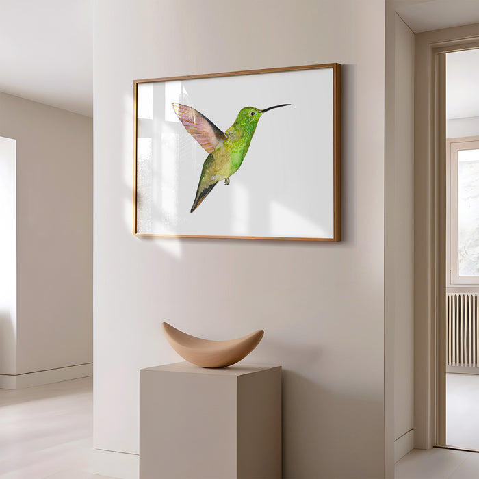 Berylline Hummingbird