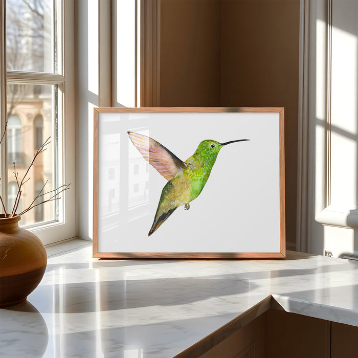 Berylline Hummingbird