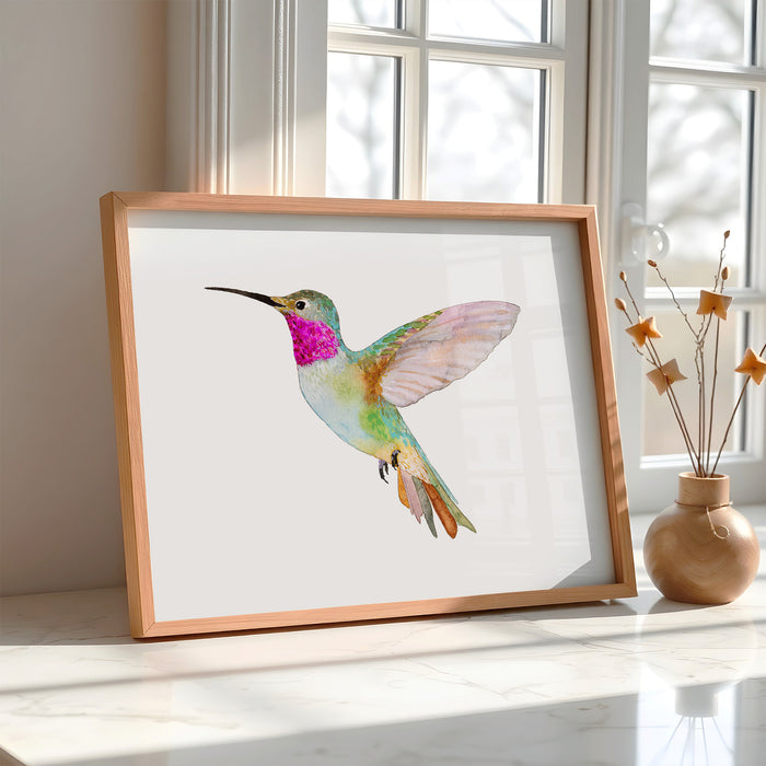 Broad-Tailed Hummingbird