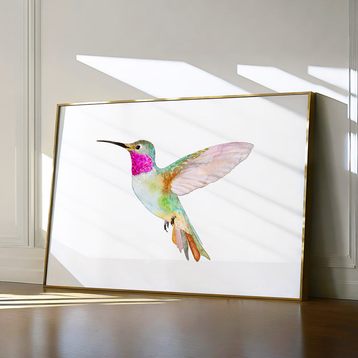 Broad-Tailed Hummingbird