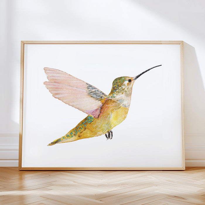 Rufous Hummingbird