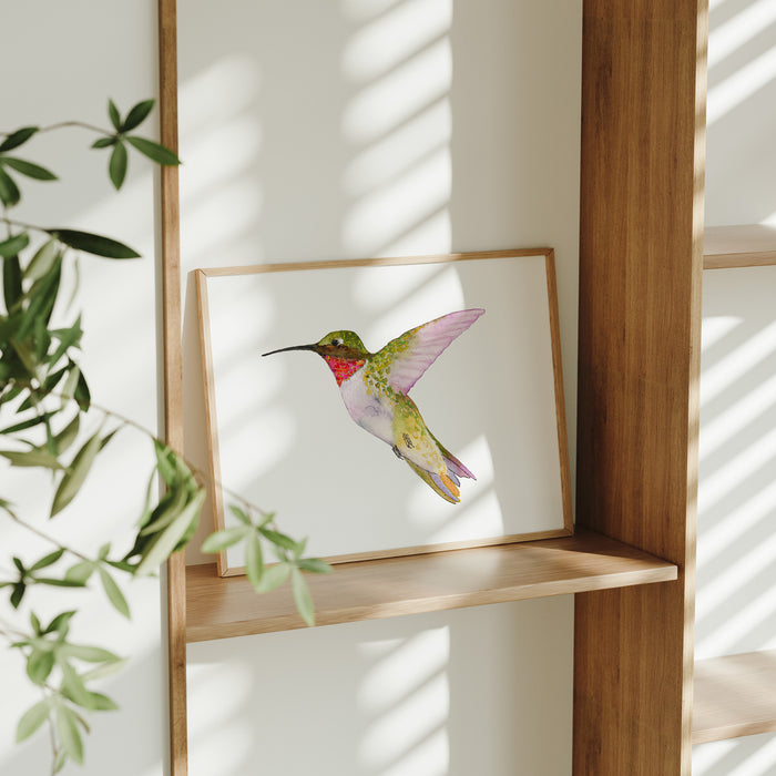 Ruby-Throated Hummingbird