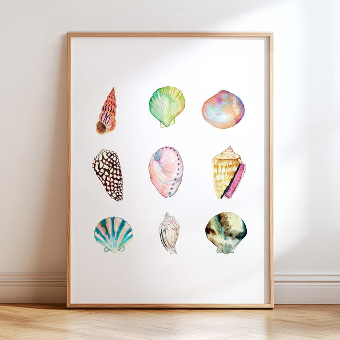 Shell Collection