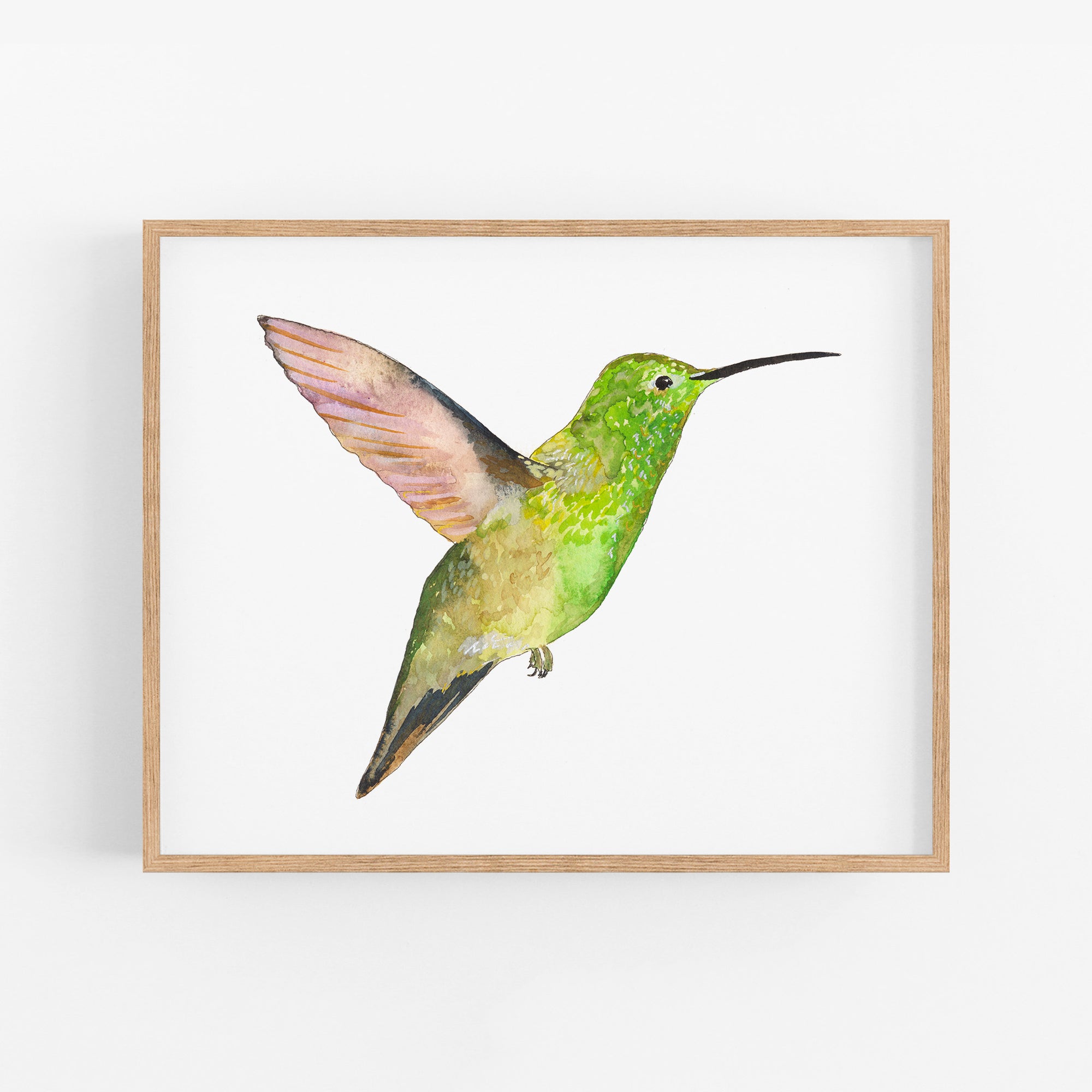 Berylline Hummingbird