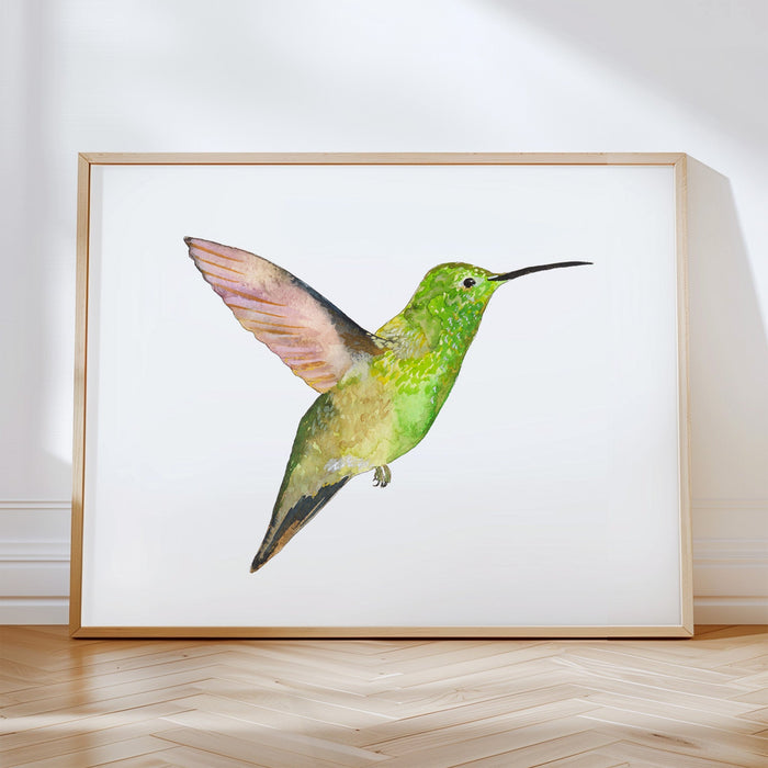 Berylline Hummingbird