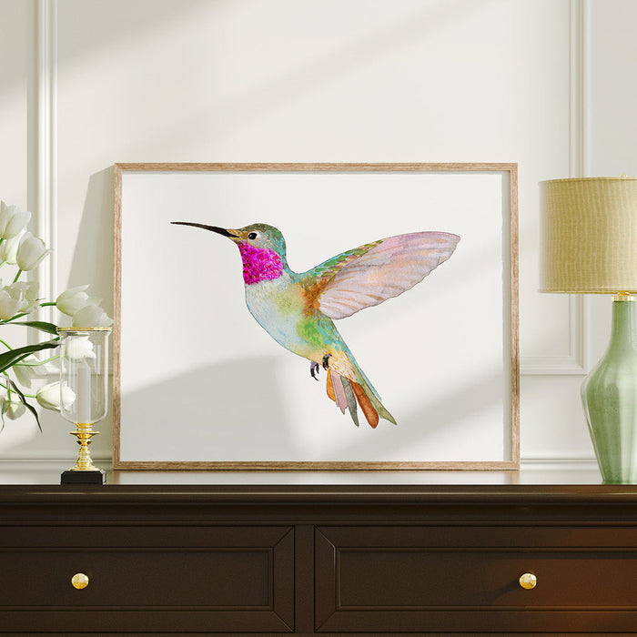 Broad-Tailed Hummingbird