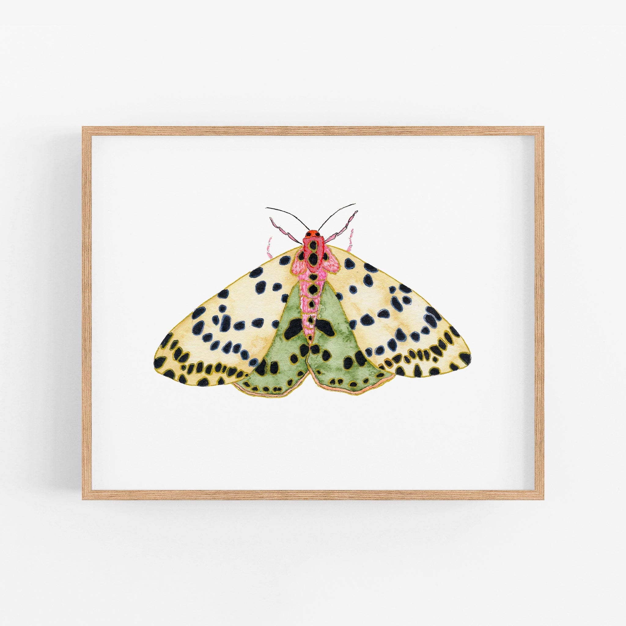 a picture of a butterfly on a white background