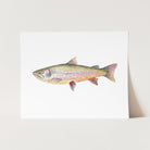 a painting of a rainbow colored fish on a white background