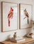 Cardinals ~ Print Set of 2