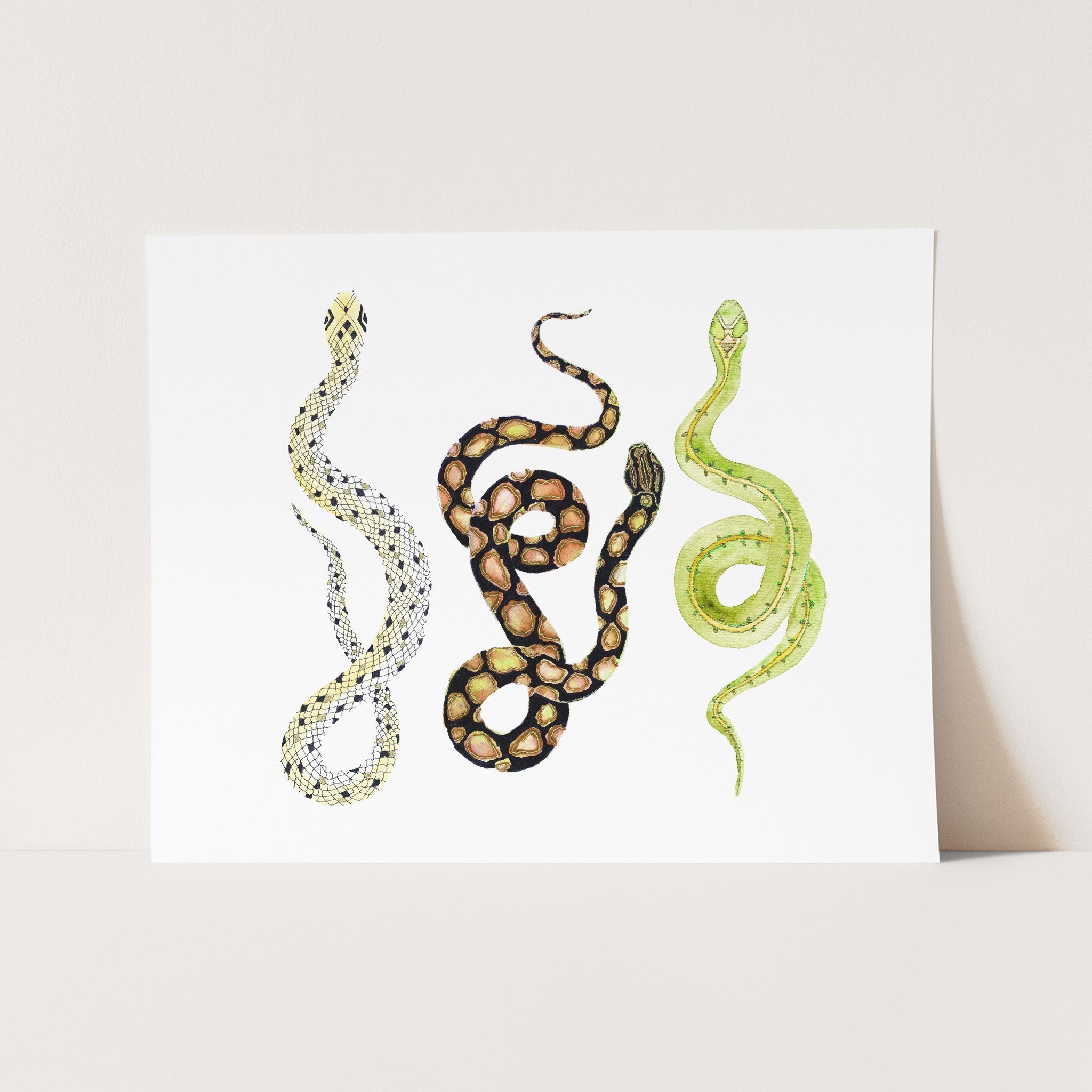 a picture of a snake on a white background