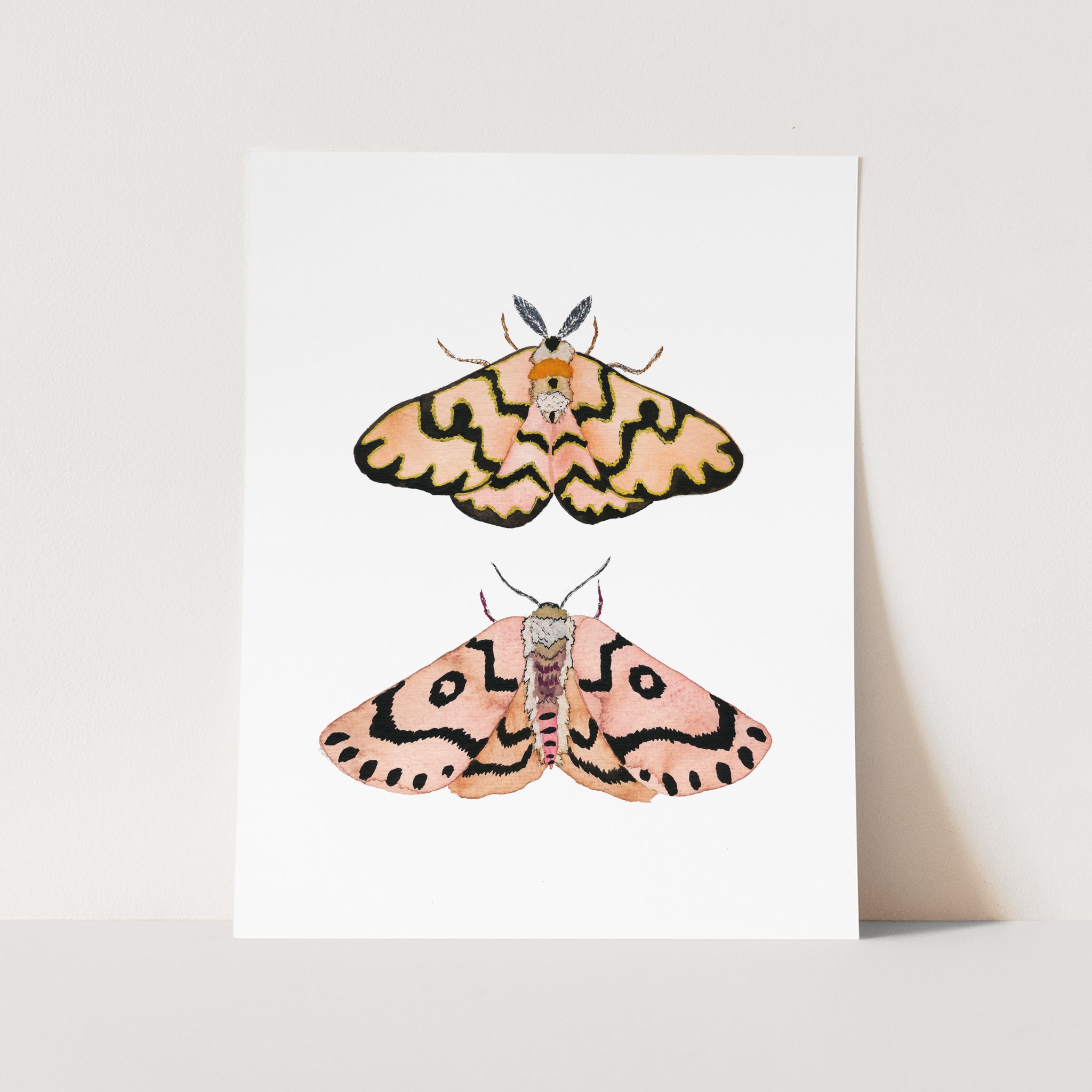 a picture of two moths on a white background