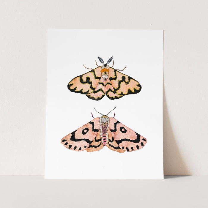 a picture of two moths on a white background