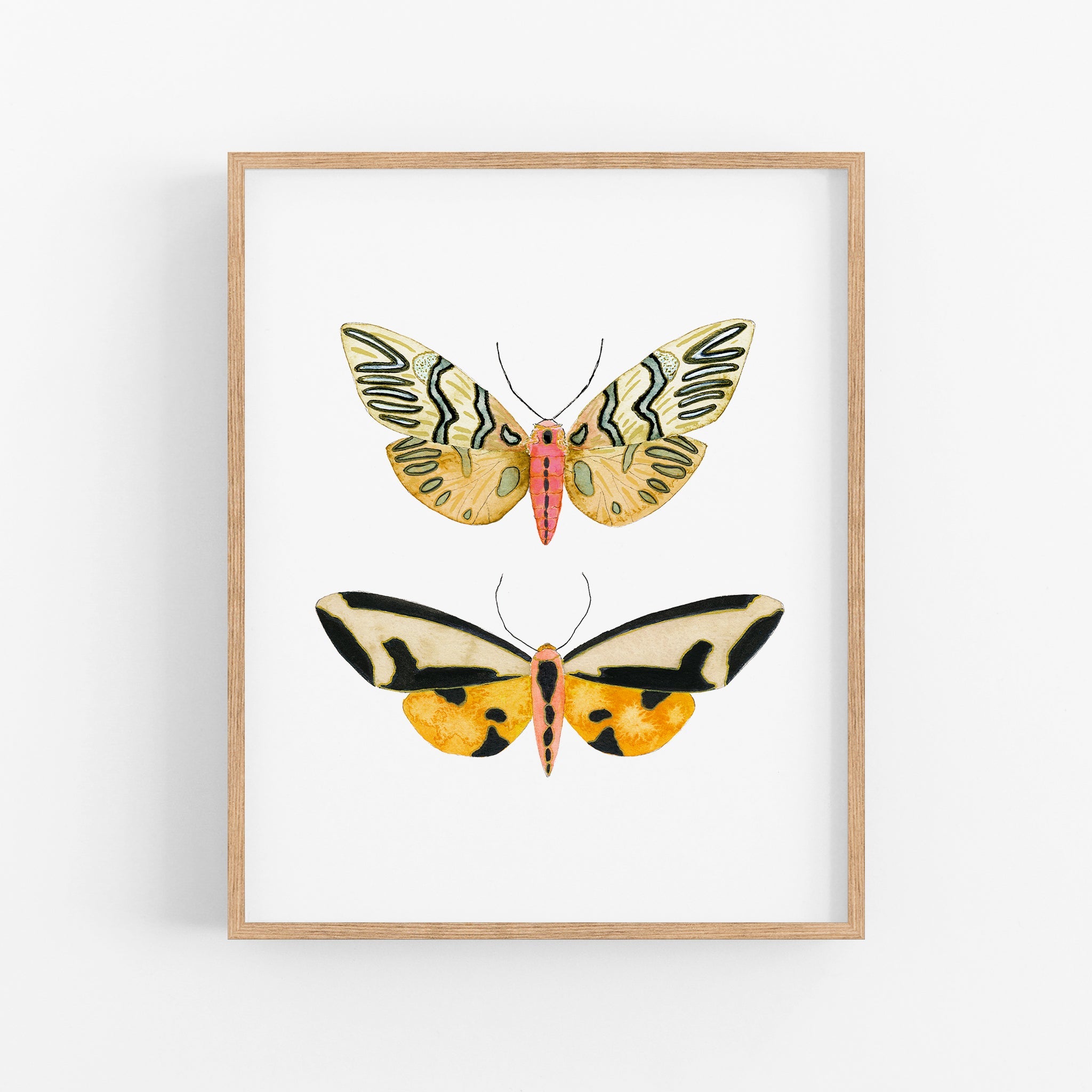 a picture of two butterflies on a white background