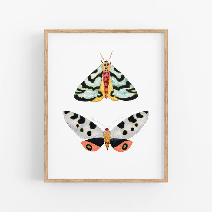 a picture of two moths on a white background