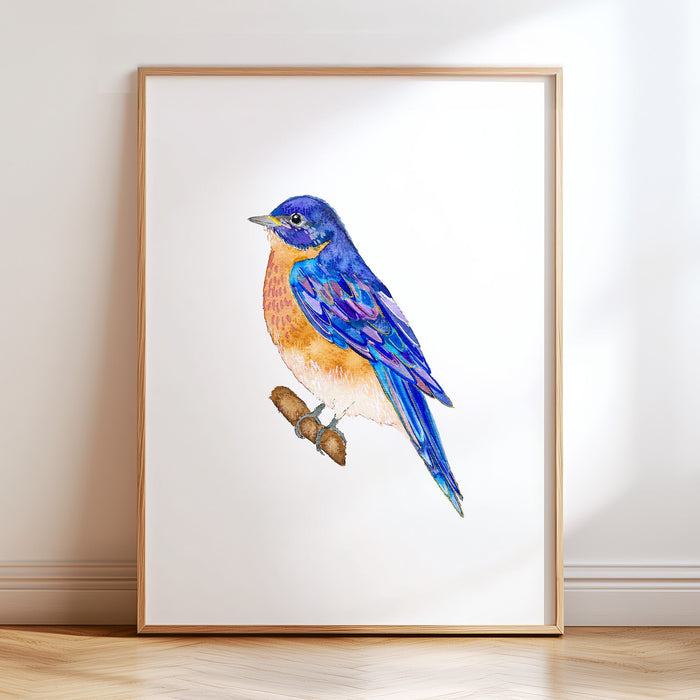 Eastern Bluebird