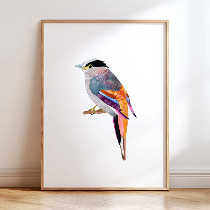 Silver-Breasted Broadbill