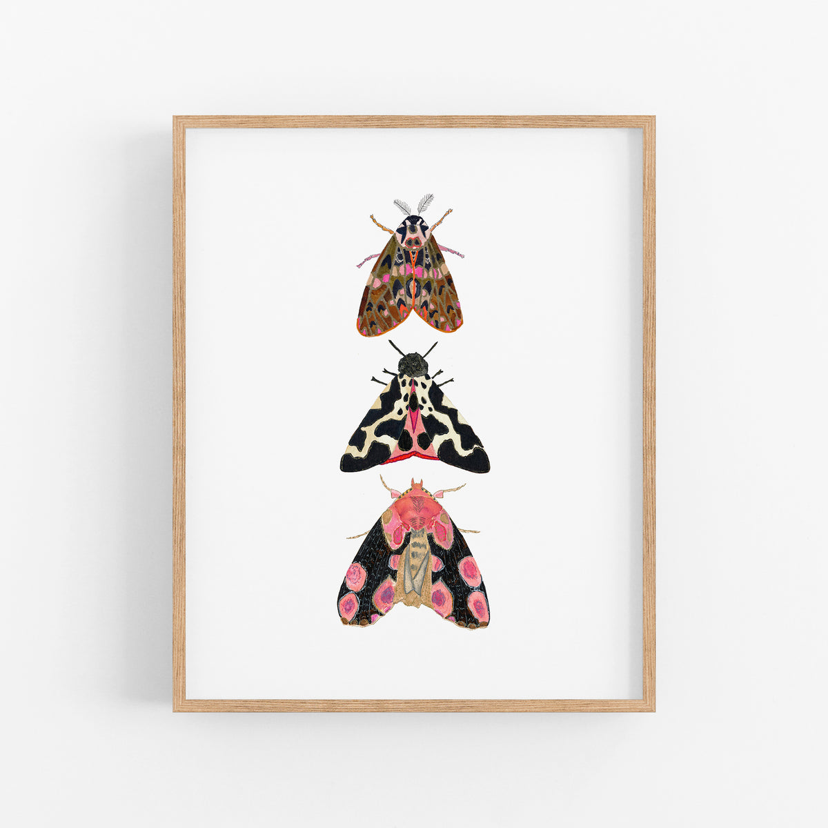 a picture of three moths on a white background