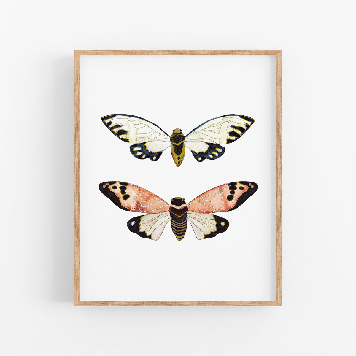 a picture of two butterflies on a white background