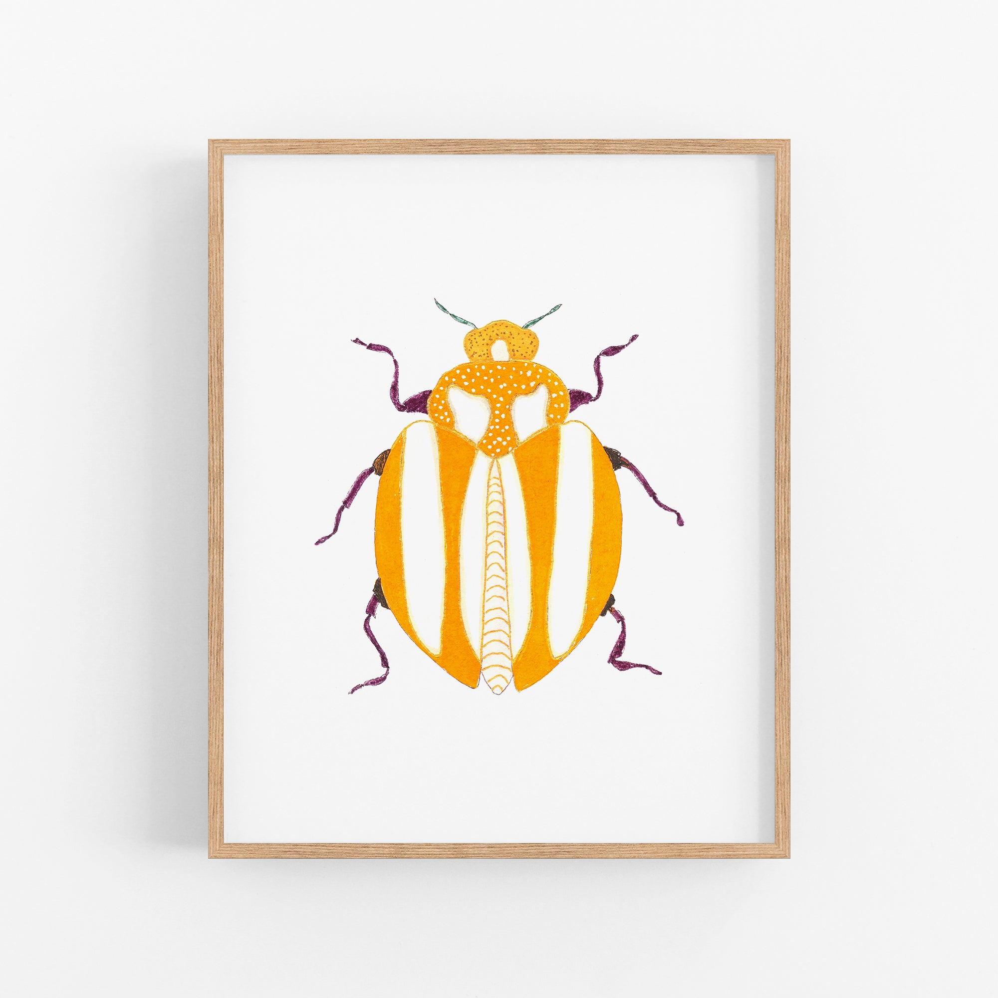 a picture of a beetle on a white background