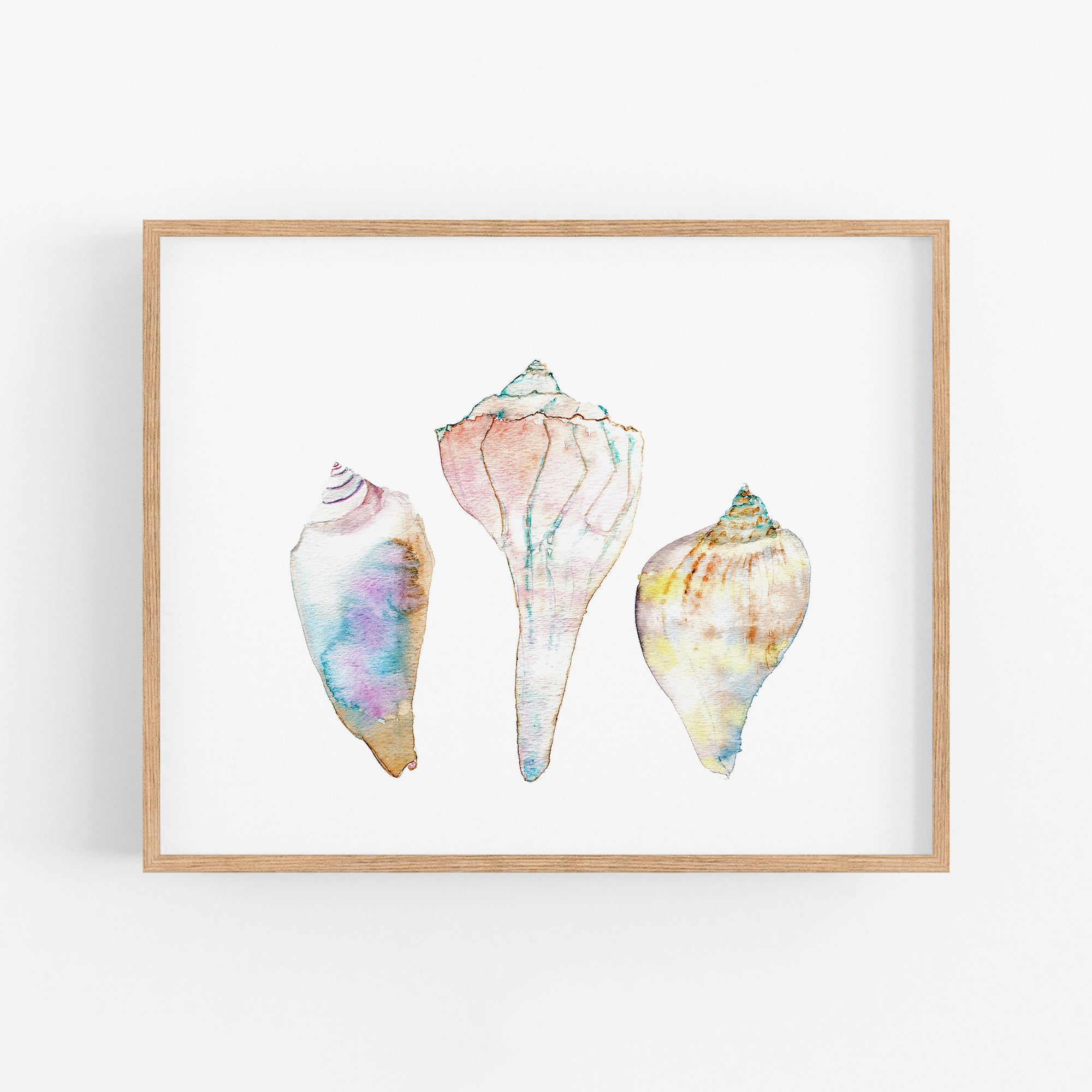 three seashells on a white background in a wooden frame