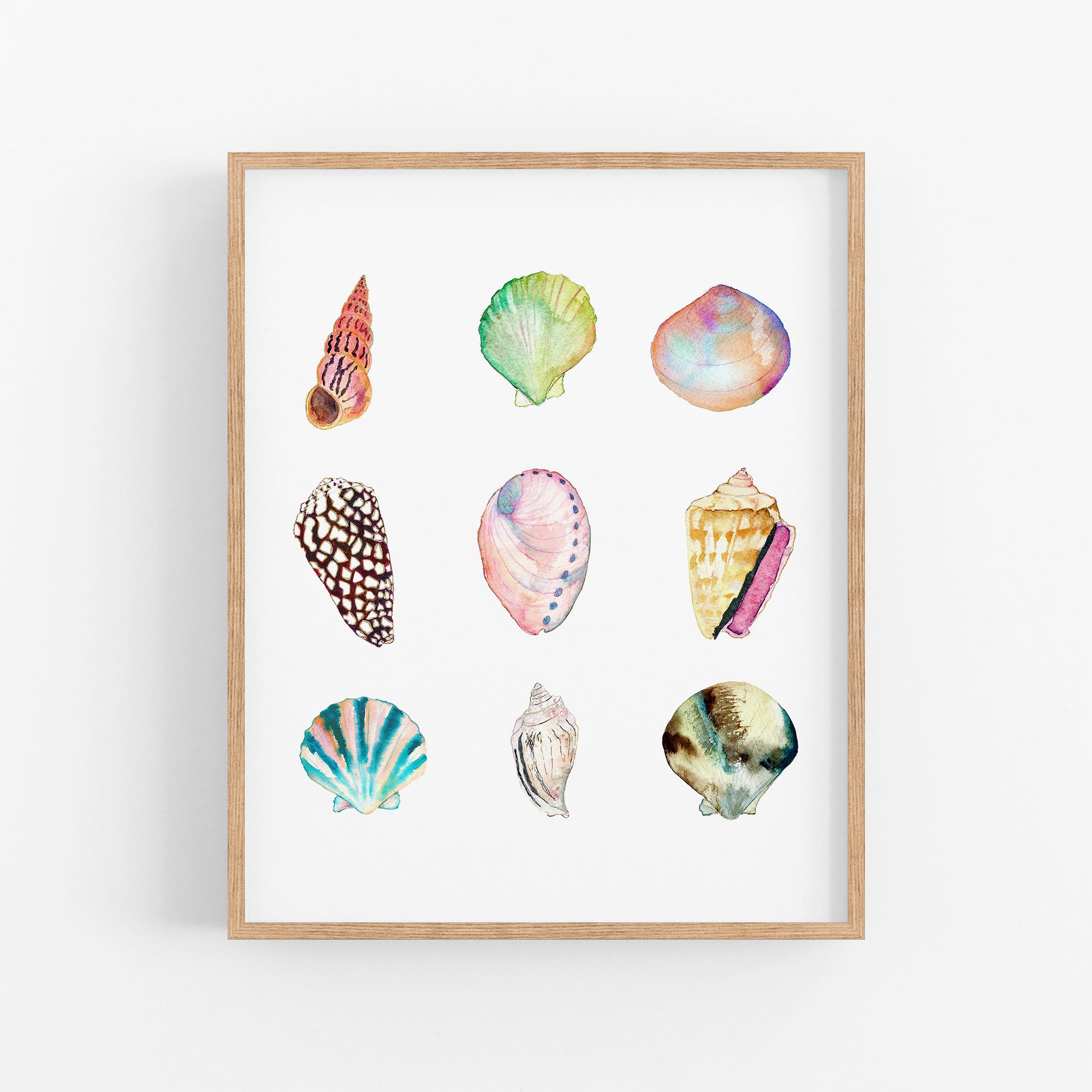 a picture of seashells on a white background