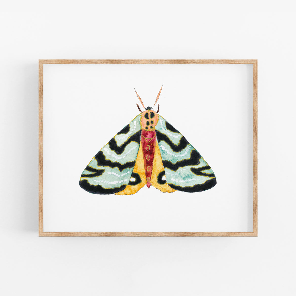 a picture of a colorful butterfly on a white background