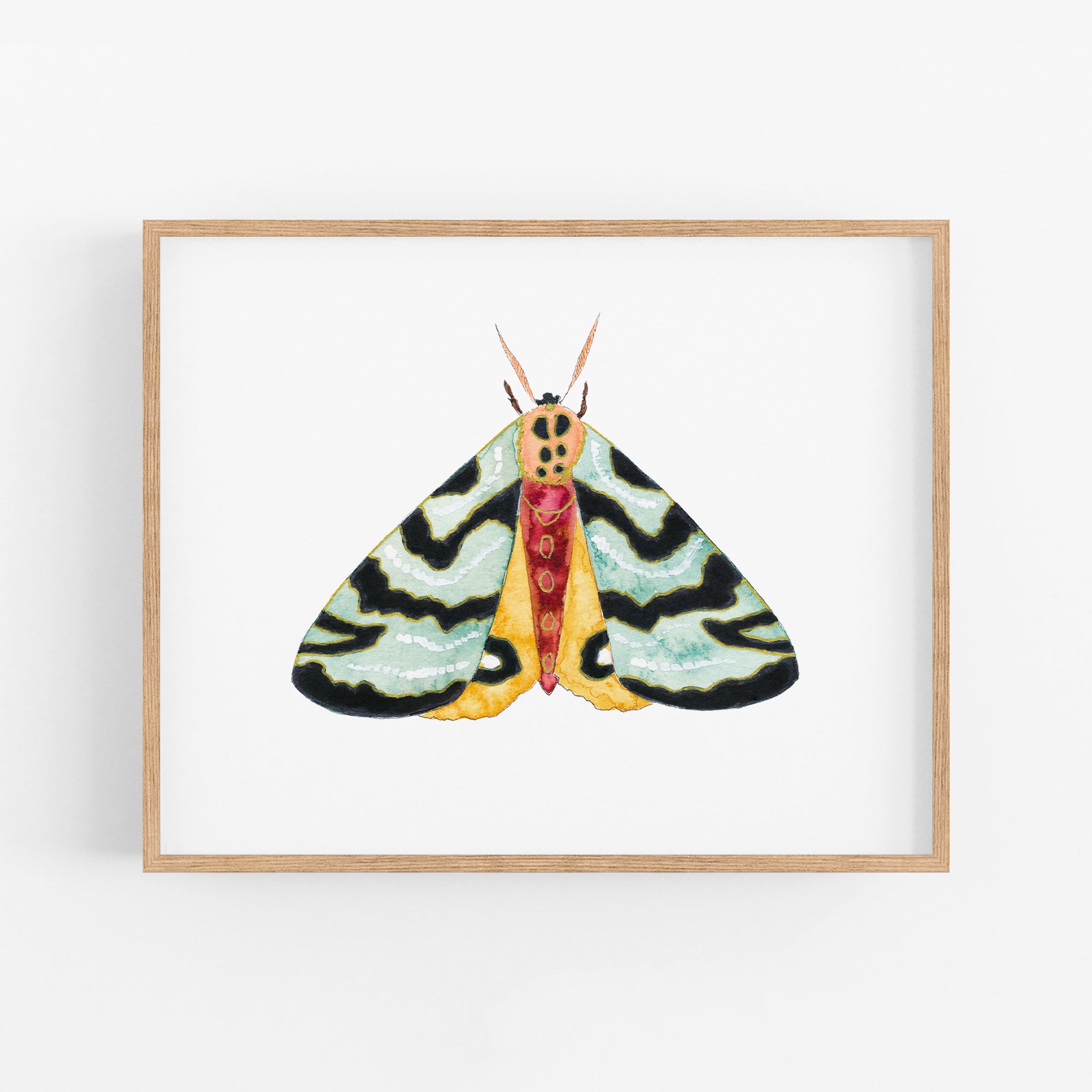 a picture of a colorful butterfly on a white background