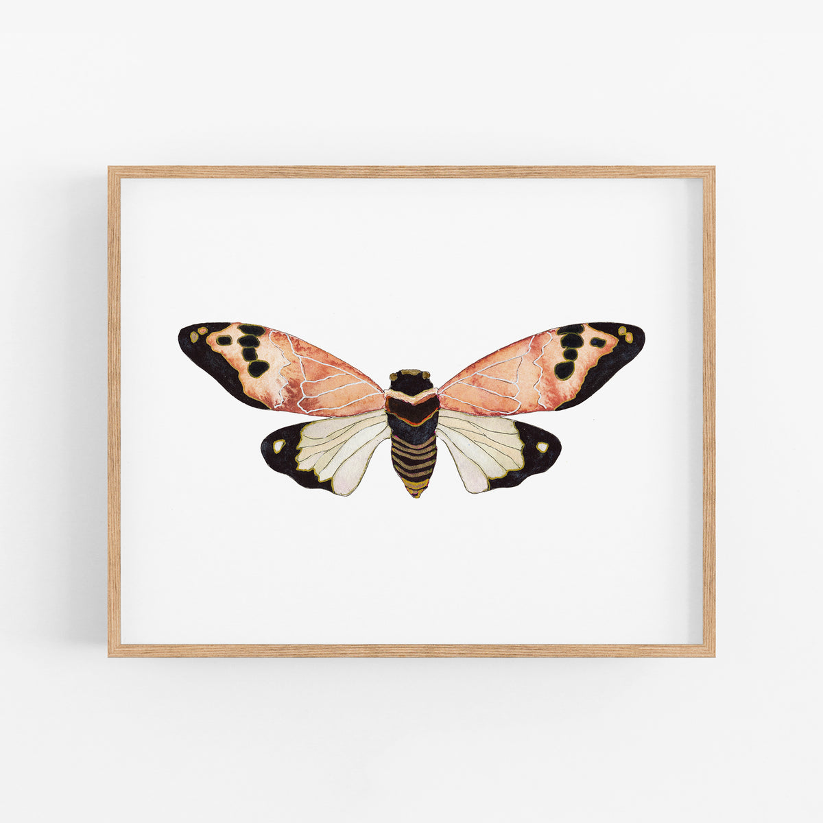 a picture of a butterfly on a white background