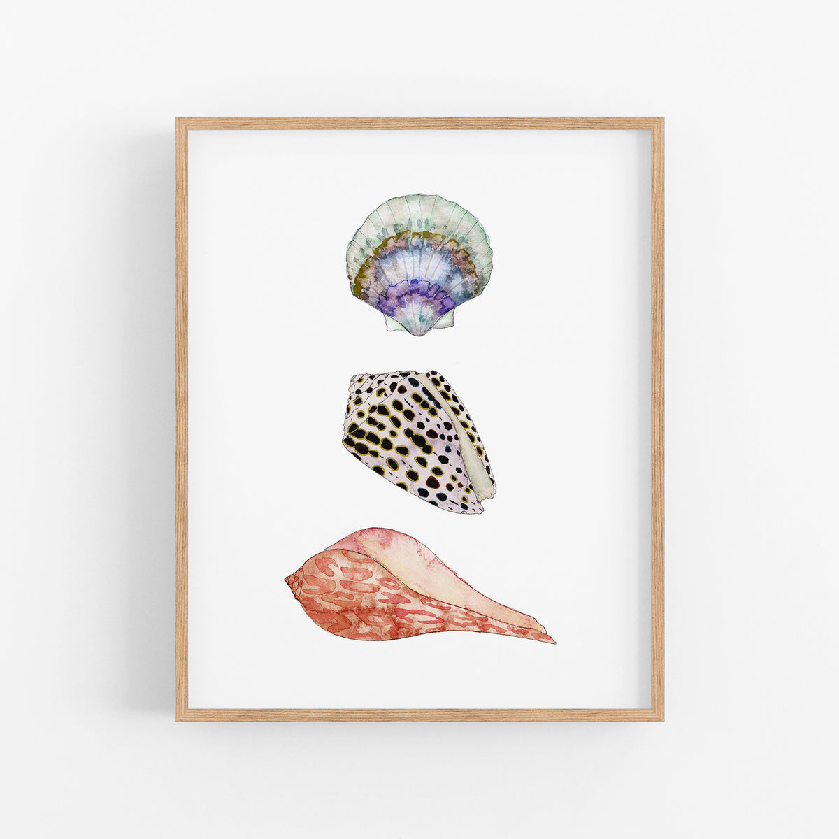 three seashells on a white background framed in a wooden frame