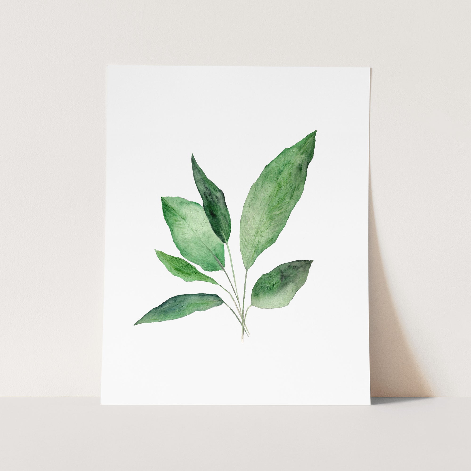 a picture of a green leaf on a white background