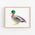 a watercolor painting of a duck on a white background